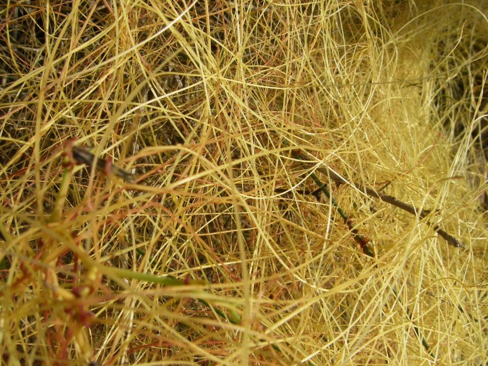 2007-12-26-011-Cuscuta