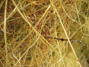 2007-12-26-012-Cuscuta