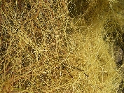 2007-12-26-013-Cuscuta