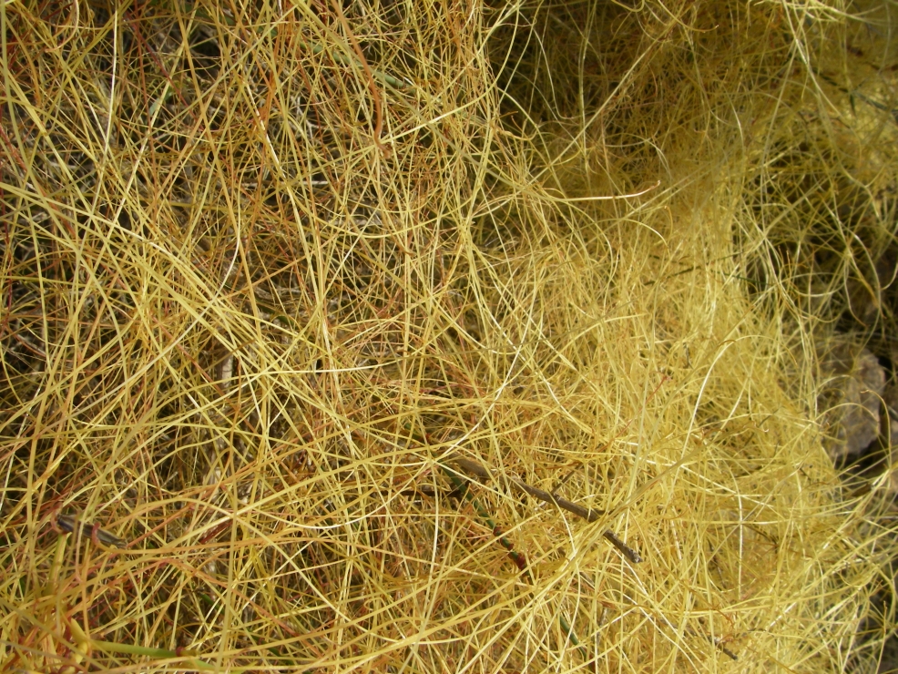 2007-12-26-013-Cuscuta