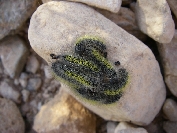 2007-12-26-014-Caterpillars