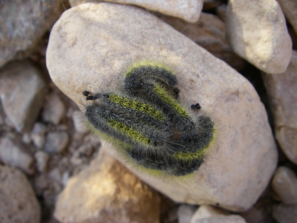 2007-12-26-014-Caterpillars