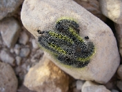 2007-12-26-015-Caterpillars