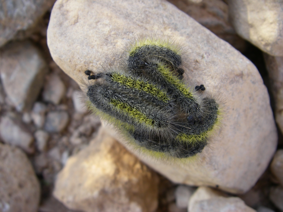 2007-12-26-015-Caterpillars