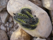 2007-12-26-016-Caterpillars