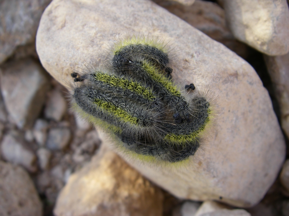 2007-12-26-016-Caterpillars