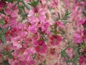 2007-12-26-027-Unknown