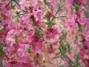 2007-12-26-028-Unknown