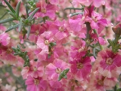 2007-12-26-029-Unknown