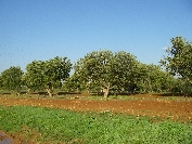 2007-12-28-011-Carob-Orchard