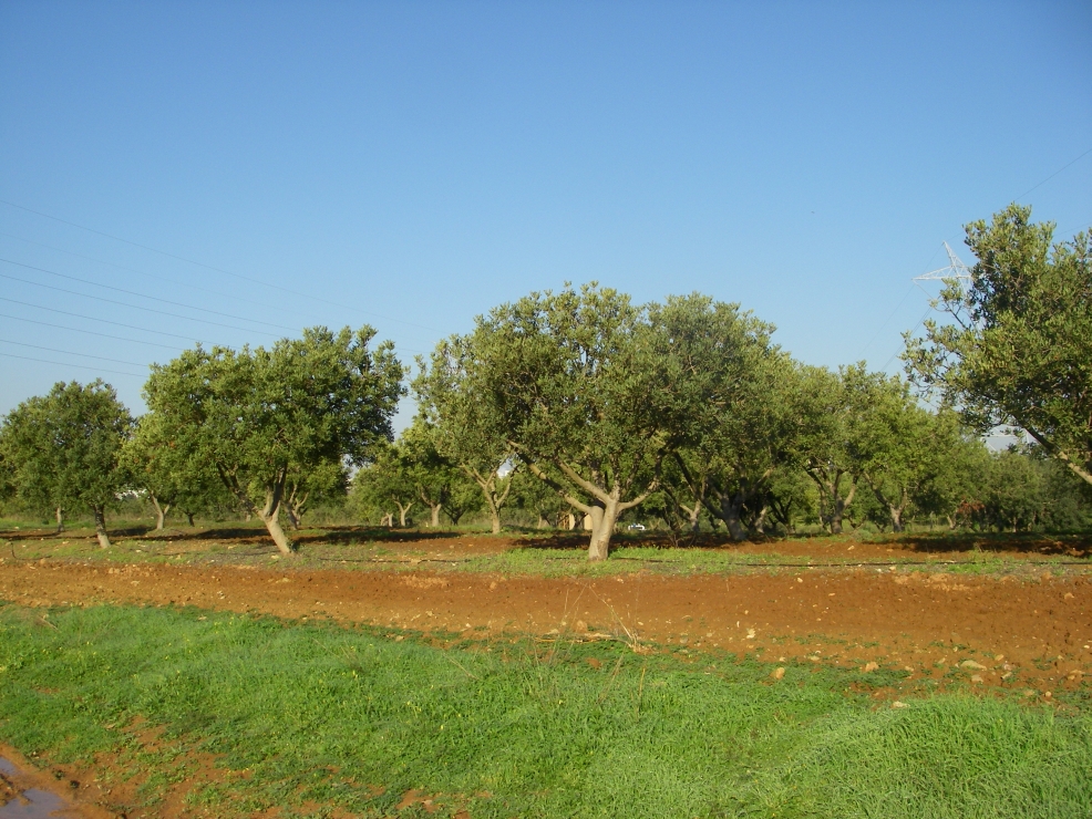 2007-12-28-011-Carob-Orchard