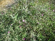 2007-12-28-016-Thistles