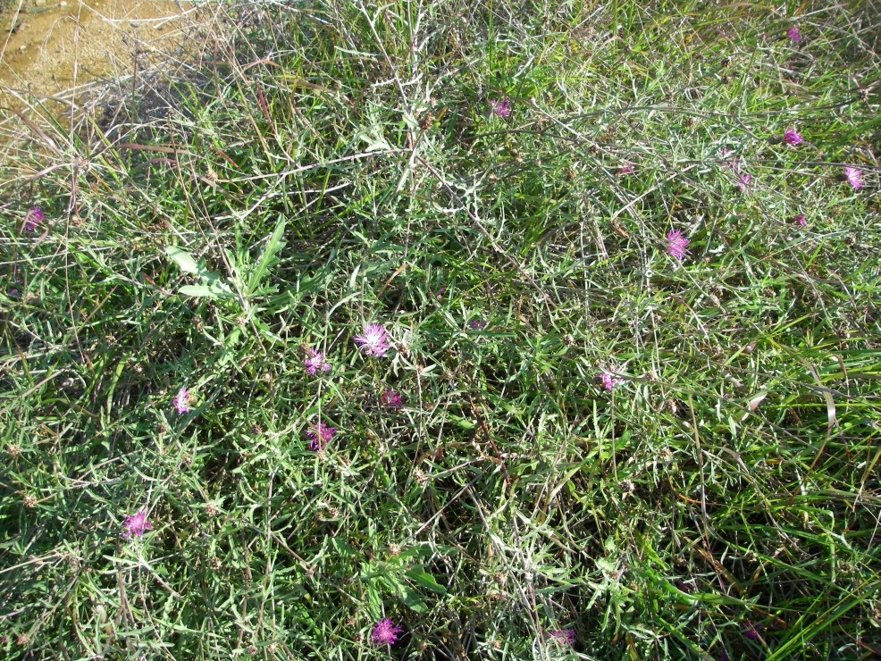 2007-12-28-016-Thistles