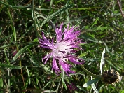 2007-12-28-017-Thistles
