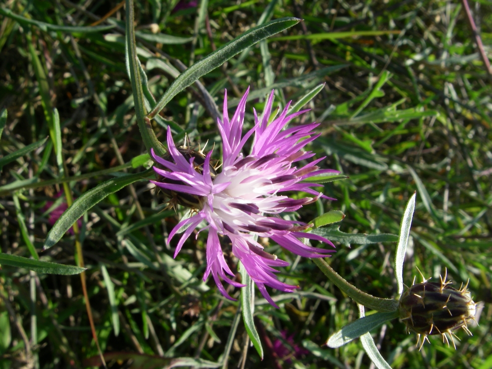 2007-12-28-017-Thistles