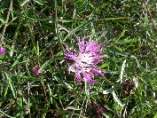 2007-12-28-018-Thistles