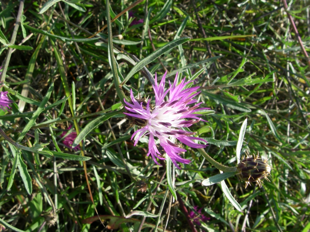 2007-12-28-018-Thistles