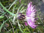 2007-12-28-020-Thistles