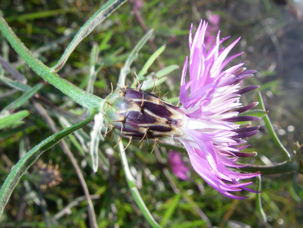 2007-12-28-020-Thistles