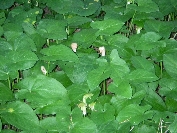 2007-12-28-056-Toungs