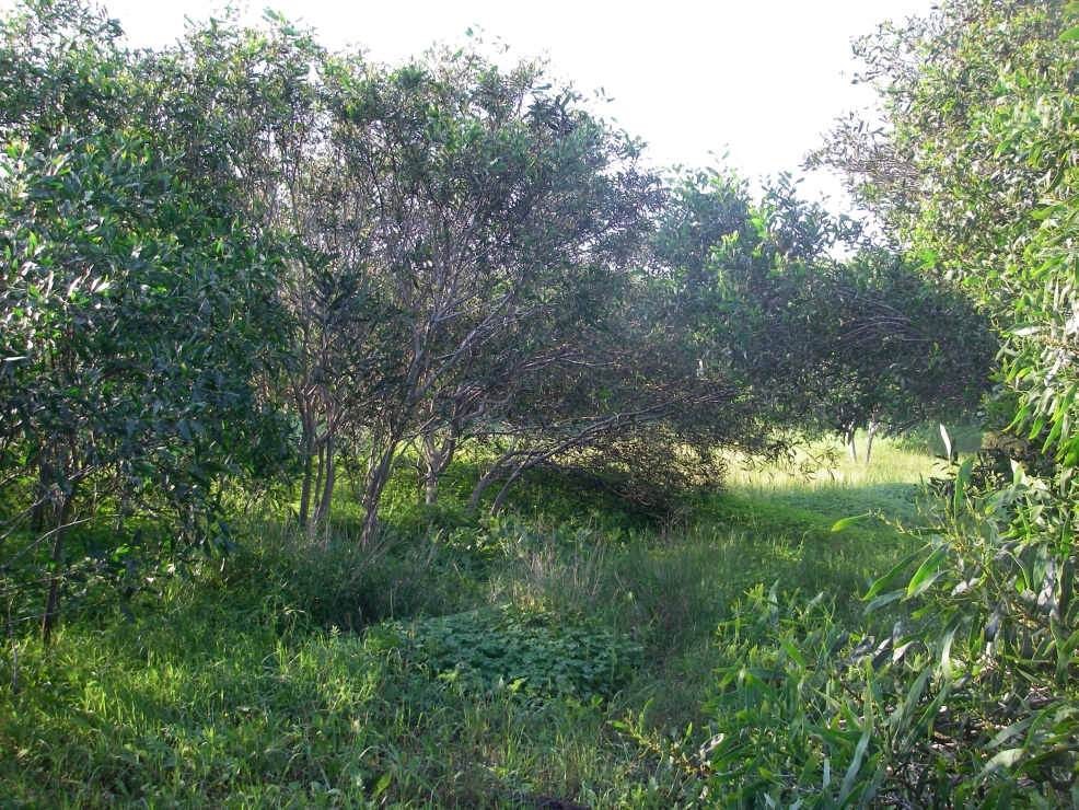 2007-12-29-006-Garden