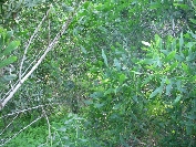2007-12-29-007-Garden