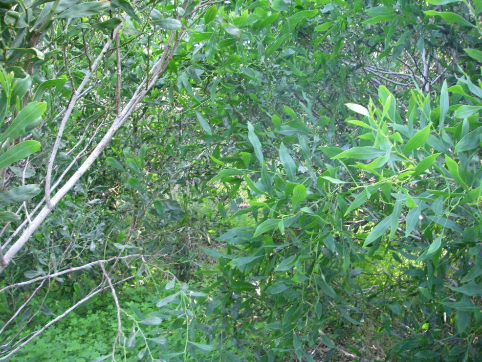 2007-12-29-007-Garden