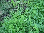 2007-12-29-008-Garden