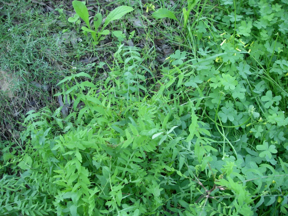2007-12-29-008-Garden
