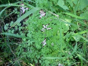 2007-12-29-009-Fumitory