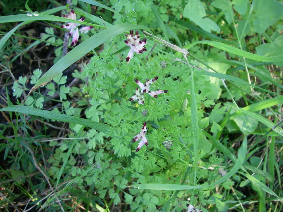 2007-12-29-009-Fumitory