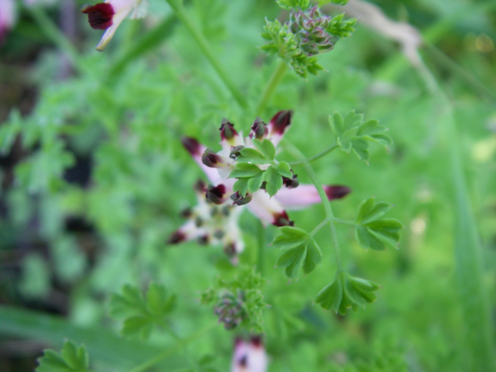 2007-12-29-010-Fumitory