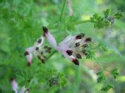 2007-12-29-011-Fumitory