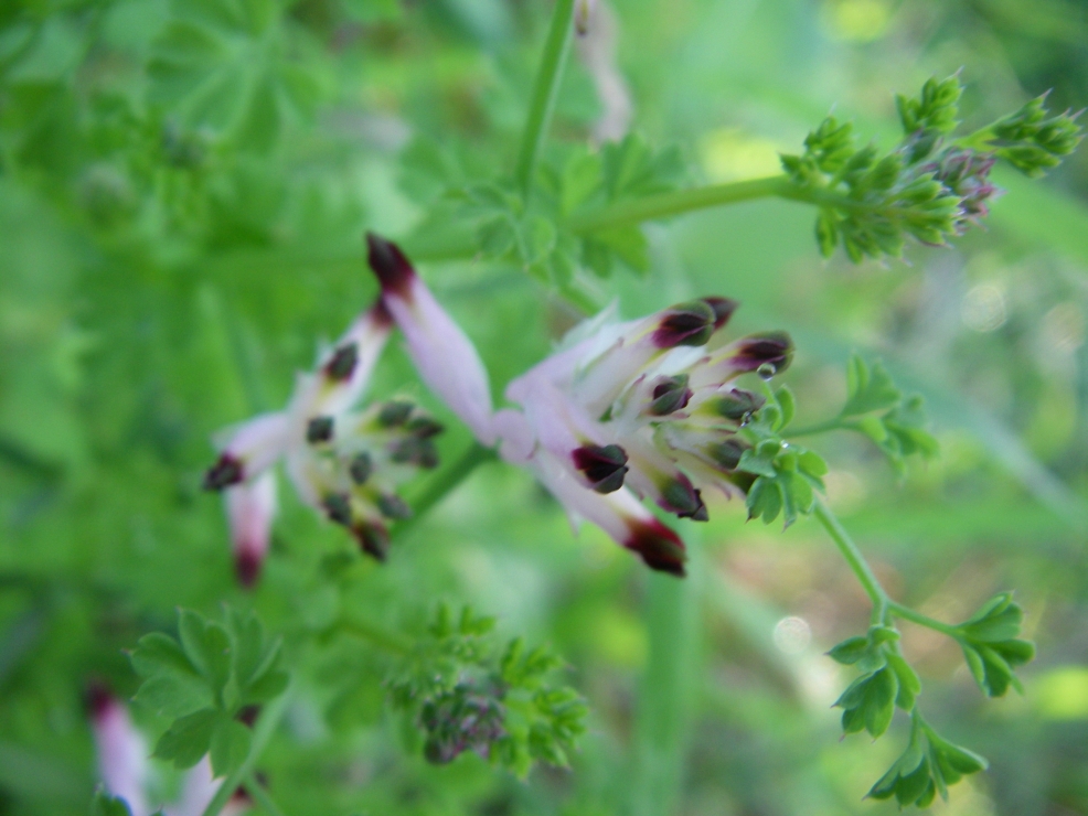2007-12-29-011-Fumitory