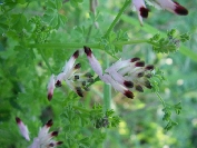 2007-12-29-012-Fumitory