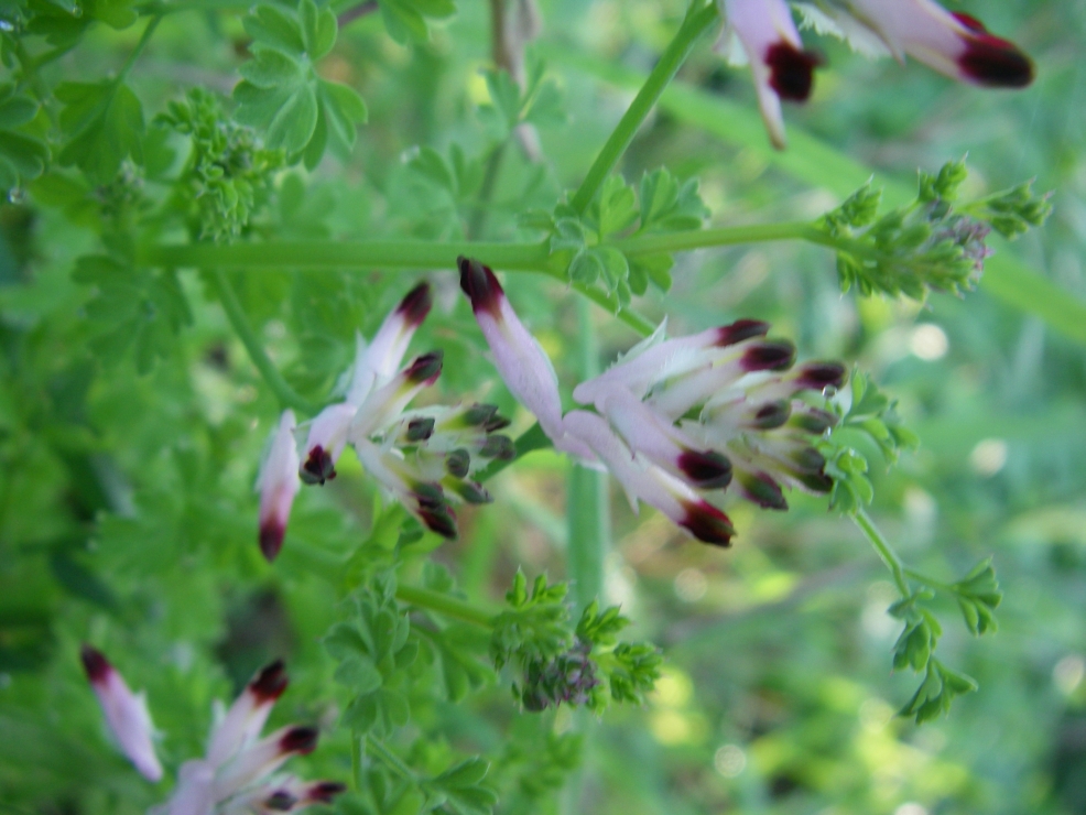 2007-12-29-012-Fumitory