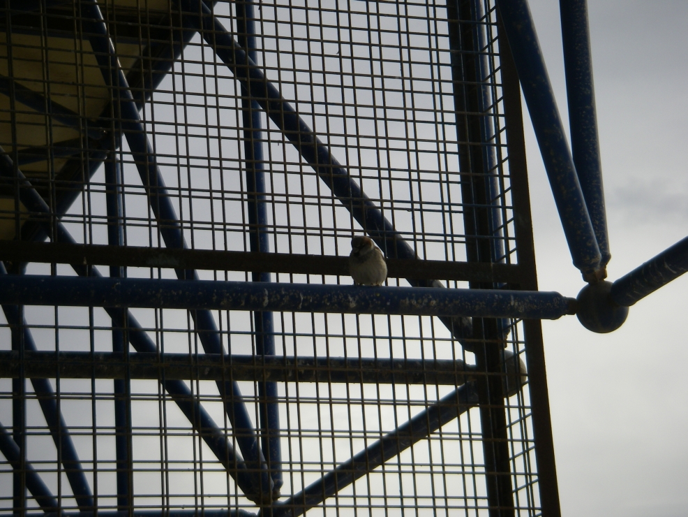 2008-01-02-004-Almeria-Airport-Wildlife