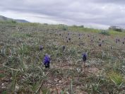 2008-02-10-001-Muscari