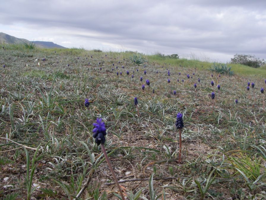 2008-02-10-001-Muscari