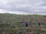 2008-02-10-002-Muscari