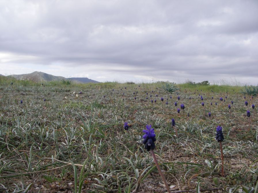 2008-02-10-002-Muscari