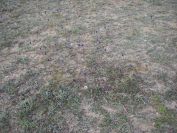 2008-02-10-003-Muscari