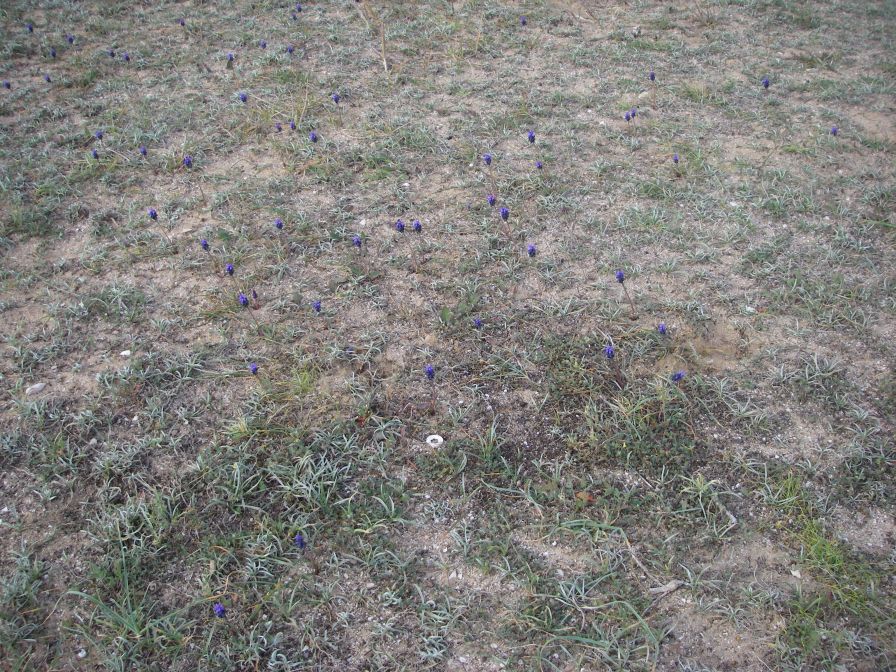 2008-02-10-003-Muscari
