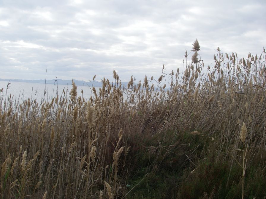 2008-02-11-002-Mar-Menor