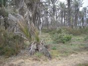 2008-02-12-007-Last-unspoilt-place-near-Torrevieja