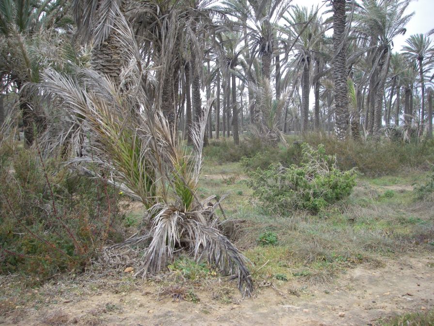 2008-02-12-007-Last-unspoilt-place-near-Torrevieja