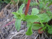 2008-02-13-010-Unknown