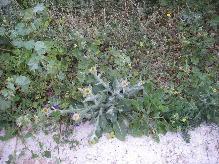 2008-02-13-014-Soft-thistle