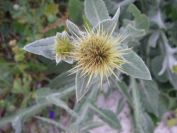 2008-02-13-015-Soft-thistle