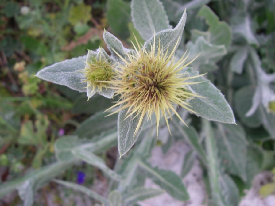 2008-02-13-015-Soft-thistle